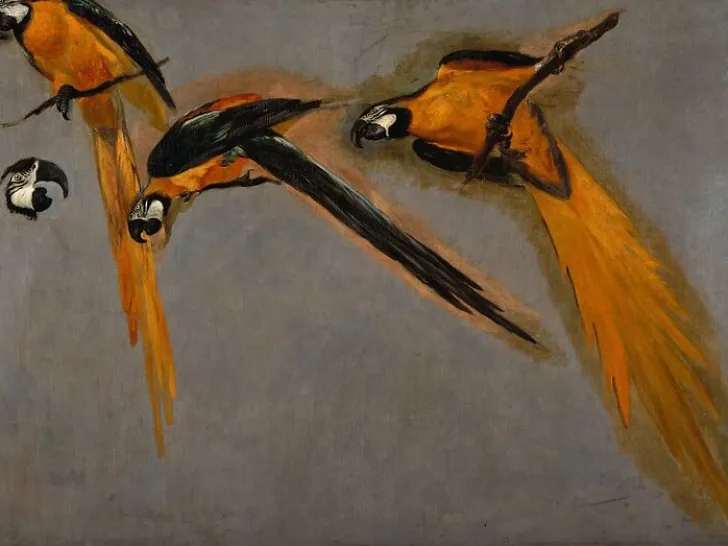 Best Boutiques de musées Trois perroquets aras et une tête (toiles encadrées)