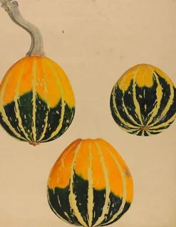 Outlet Boutiques de musées Trois études de courge - Cucurbita (toiles sans cadre)