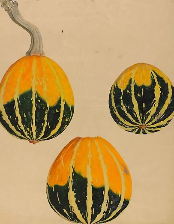 Outlet Boutiques de musées Trois études de courge - Cucurbita (toiles sans cadre)