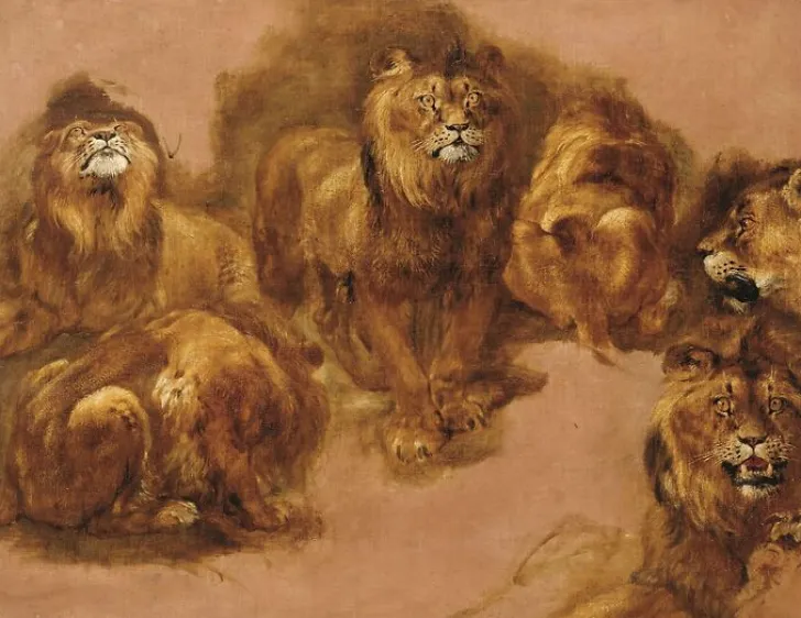 Boutiques de musées Panneaux Acryliques|Toiles Encadrées-Étude de lions et de lionnes (panneaux acryliques)