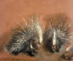 Clearance Boutiques de musées Études d’un porc-épic (panneaux aluminium)