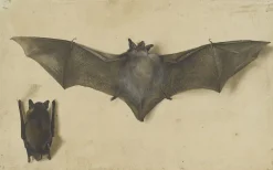 Boutiques de musées Affiches D'Art|Affiches D'Art Encadrées-Une chauve-souris les ailes déployées, une autre les ailes repliées (affiches d'art)