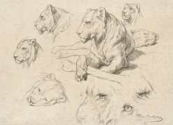 Clearance Boutiques de musées Une lionne couchée et études de sa tête et de ses yeux (toiles encadrées)