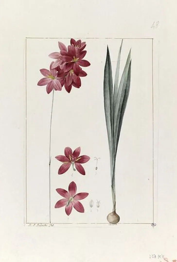 Boutiques de musées Panneaux Aluminium|Panneaux Acryliques-Une plante du jardin de Cels : ixia flilformis (panneaux aluminium)