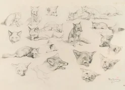 Boutiques de musées Vingt-deux études de renards (panneaux aluminium)